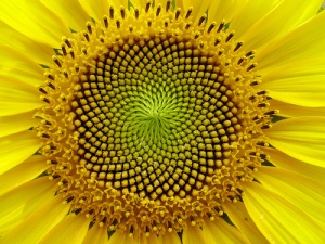 SunflowerSpirals