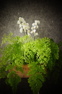 orchids and maidenhair fern http- www.fleuropean.com theres-no-denying-destiny